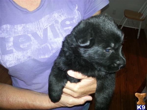 german shepherd puppy posted by Halo German Shepherds